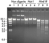 Il DNA di tre diversi cloni BAC appartenenti ad una libreria di DNA del cromosoma 22 umano (Research Genetics, Inc.) è stato purificato con il kit Montage Plasmid Miniprep<sub>HTS</sub> 96; si è, quindi, effettuata una corsa elettroforetica di 120 min a 100 V su gel di agarosio allo 0,8% sia del DNA tal quale (corsie 1 – 3), sia dopo digestione con Not I (corsie 4 – 6) o <i>Hin</i>d III (corsie 7 – 9). La corsia M è un frammento di fago Lambda digerito con <i>Hin</i>d III. Il DNA BAC purificato con il kit Montage Plasmid Miniprep<sub>HTS</sub> 96 è adatto per scopi di fingerprinting.